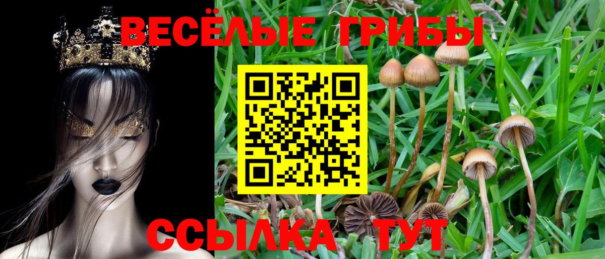 Галлюциногенные грибы Cubensis  Псилоцибиновые грибы ЛСД  Черняховск  Вход с VPN 